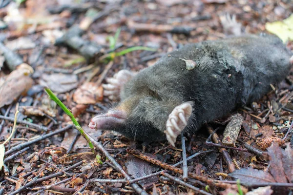 Dead European Mole Talpa Europaea Laying Upside Back Ground Forest Royalty Free Stock Photos