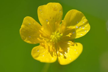 Sarı sürünen düğün çiçeği makrosu (Ranunculus tövbe eder)