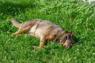 Alman çoban köpeği yeşil çimlerde yatıyor