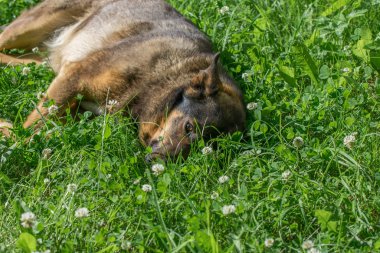 Alman çoban köpeği yeşil çimlerde yatıyor