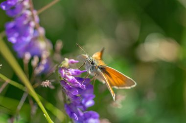 Mor bir çiçeğin üzerinde renkli bir çayırda oturan kahverengi kelebek