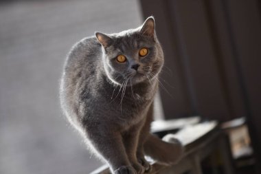 Şaşkın gri gözlü kedi kışın bir balkonda oturuyor.