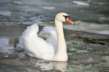 Güzel beyaz dilsiz kuğu buzlu suda yüzüyor.