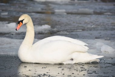 Güzel beyaz dilsiz kuğu buzlu suda yüzüyor.