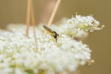 Beyaz kır çiçeklerinin üzerinde uçan Makro sinekler.