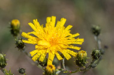 Sarı karahindiba yapraklarının üzerine su damlıyor.