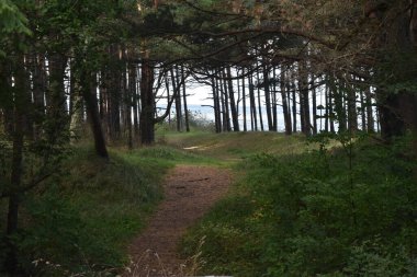 Arka planda deniz olan ormanda gizemli karanlık bir yol var.
