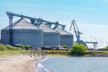 Uçan kuşlar ve deniz kıyısında büyük tahıl asansör siloları (Liepaja Limanı, Letonya)