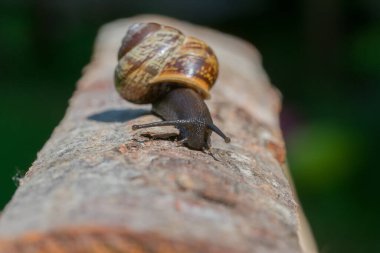 Tahta kütükte sürünen küçük kahverengi bir salyangoz.