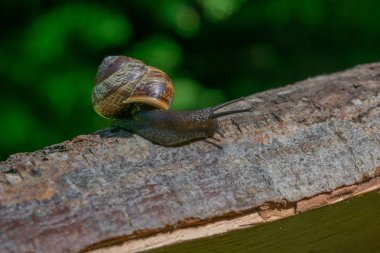 Tahta kütükte sürünen küçük kahverengi bir salyangoz.