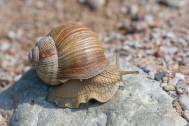 Burgundy salyangozu (Helix pomatia) bir kayanın üzerinde sürünüyor