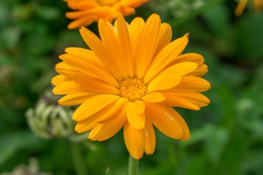 Güzel turuncu Marigold, Calendula resmi çiçek yeşili arka plan