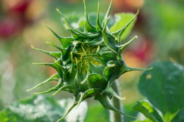 Bahçedeki güzel yeşil ayçiçeği tomurcuğu