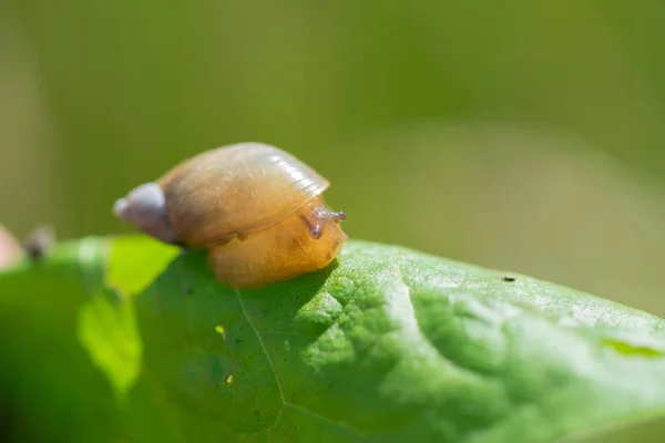 Pequeño Caracol Marrón Licencia Verde — Foto de Stock