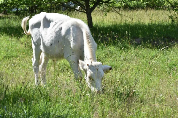 Белая Корова Ест Траву Зеленом Поле — стоковое фото