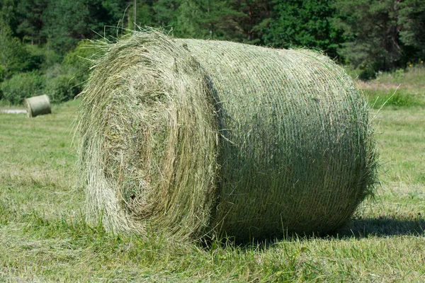 Green hay bale roll in a mown meadow