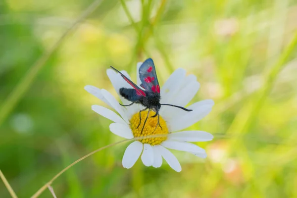 Cinnabar Moth Tyria Jacobaeae Sucking Nectar White Daisy Green Meadow — Stock Photo, Image