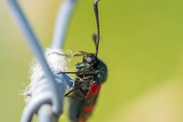 背景に緑の牧草地を持つ金属製の柵に座っているシンナバル蛾 Tyria Jacobaeae マクロ — ストック写真