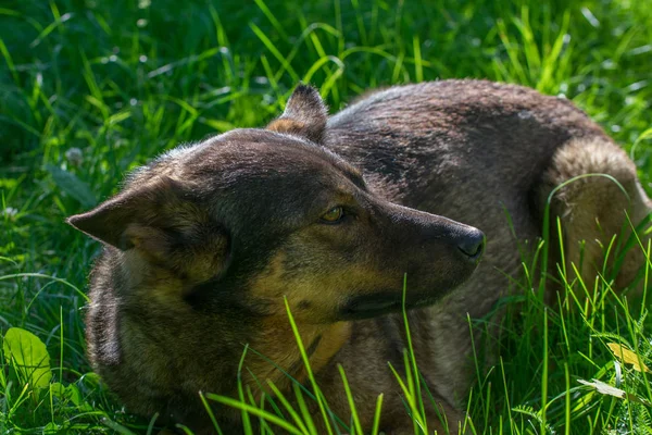 Sad German Shepherd Dog Laying Green Grass — Stock Photo, Image