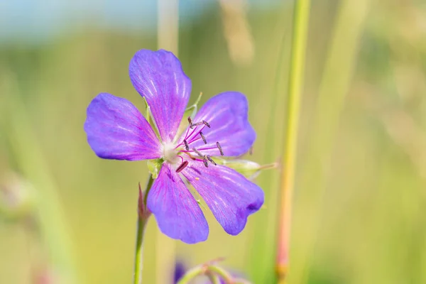 Mor sardunya (geranium maculatum) renkli yeşil çayır arkaplanlı