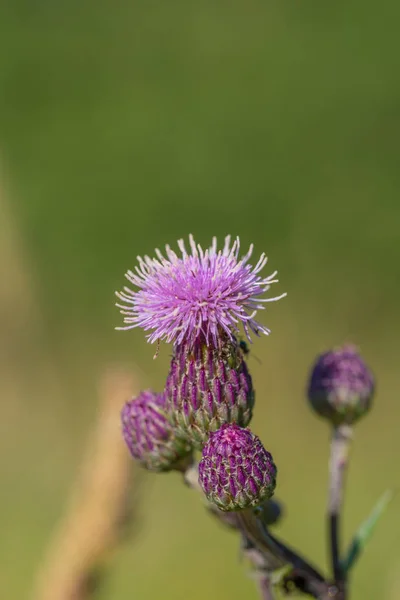 Blüte Des Lila Tornados Wildblume — Stockfoto