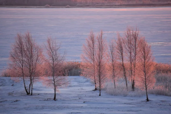 Lumière Soleil Levant Rendant Les Bouleaux Orange Avec Fond Hiver — Photo