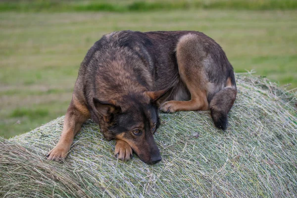 Sad German Shepherd Dog Sitting Hay Roll — Stock Photo, Image