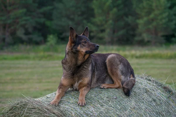 Γερμανικό Ποιμενικό Σκυλί Κάθεται Ένα Ρολό Άχυρο — Φωτογραφία Αρχείου