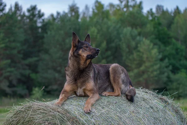 Duitse Herder Hond Zit Een Hooiwagen — Stockfoto