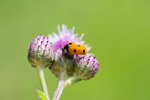 紫色のナプブの花の上のマクロテントウムシ野生の花緑の背景 — ストック写真