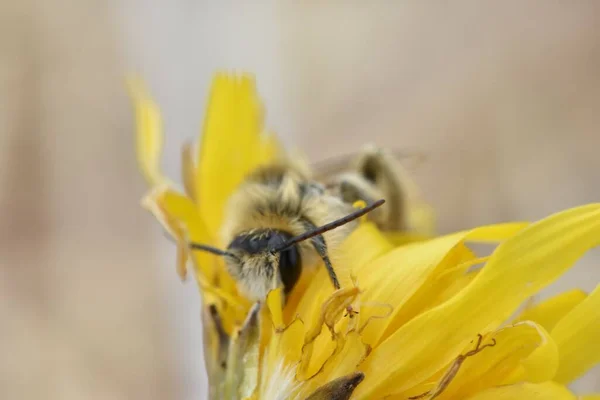 Makro Včely Medové Odpočívající Žlutém Květu — Stock fotografie