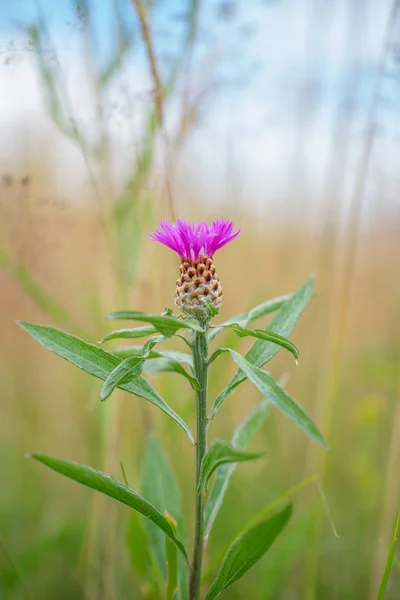 Blühender Lila Ranunkel Auf Bunter Wiese — Stockfoto