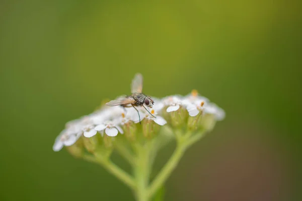 Makro Schwebfliege Auf Blüten Weißer Wildblumen — Stockfoto