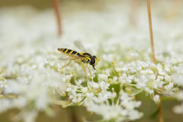 Makro Schwebfliege Auf Blüten Weißer Wildblumen — Stockfoto