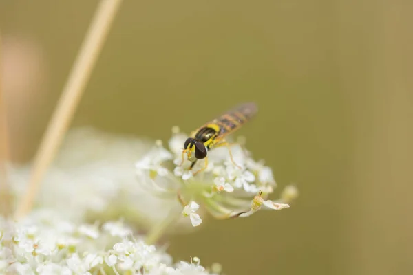 Makro Schwebfliege Auf Blüten Weißer Wildblumen — Stockfoto