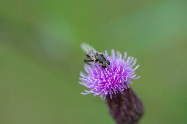 Makrofliege Auf Blüte Des Lila Tornados Wildblume — Stockfoto