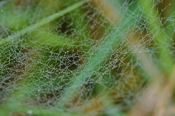 Morning Dew Sur Une Toile Araignée — Photo