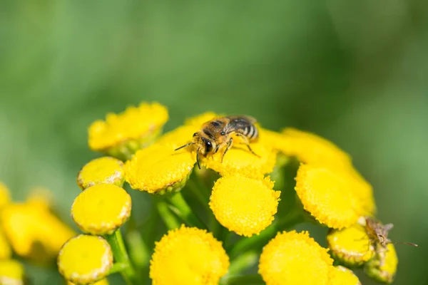 Honigbiene Auf Gelbem Stiefmütterchen Tanacetum Vulgare — Stockfoto