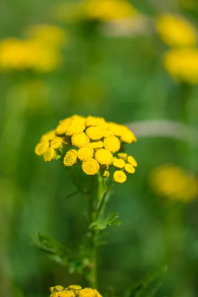 绿色夏季草甸中的黄色普通丹参 Tanacetum Vulgare — 图库照片