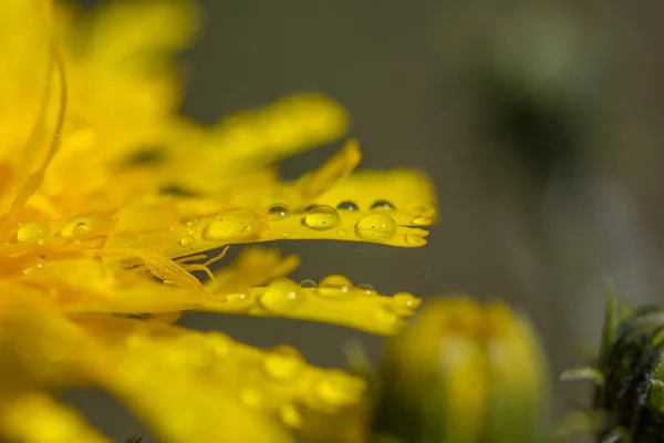 黄色蒲公英花瓣上的水滴 — 图库照片