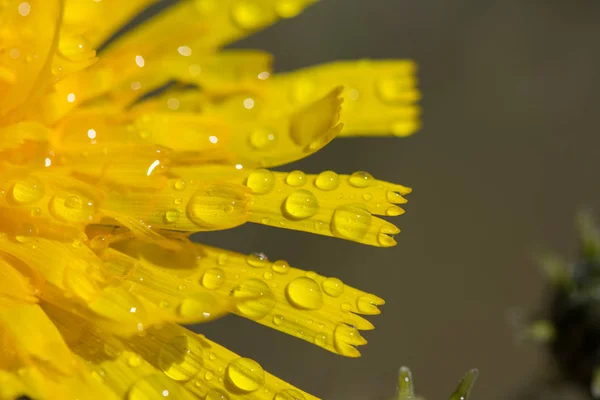 黄色蒲公英花瓣上的水滴 — 图库照片