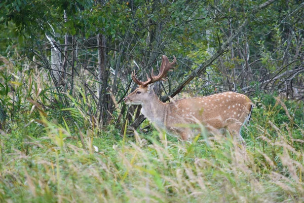 Beautiful Male Fallow Deer Standing Green Grass — Stock Photo, Image