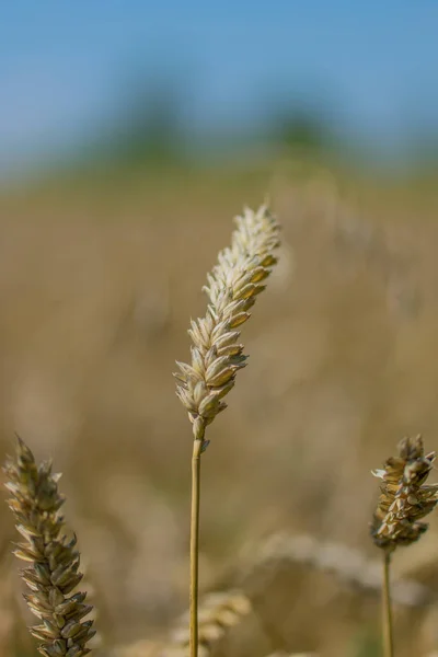 Sarı Buğday Tarlasında Tek Buğday Kulağı — Stok fotoğraf
