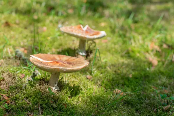 Cogumelos Floresta Grama Musgo Verde Dia Ensolarado — Fotografia de Stock