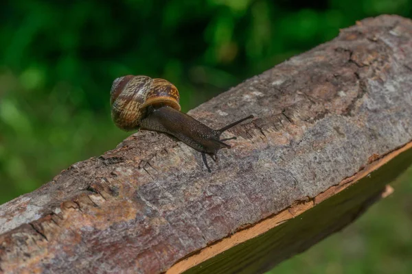 Pequeño Caracol Marrón Arrastrándose Tronco Madera — Foto de Stock