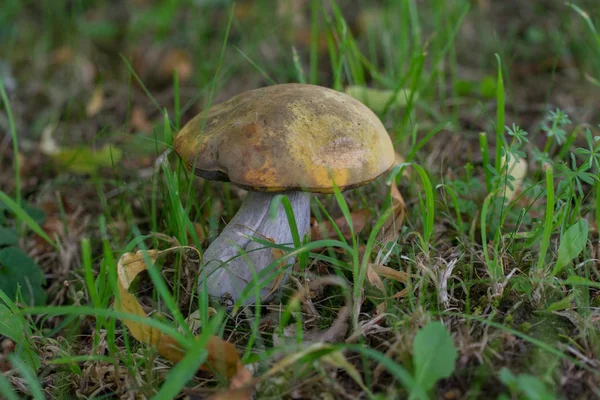 Boletus Hongo Con Tallo Blanco Hierba Verde —  Fotos de Stock