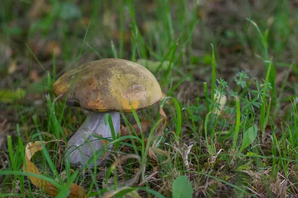 Μανιτάρι Boletus Λευκό Στέλεχος Πράσινο Γρασίδι — Φωτογραφία Αρχείου