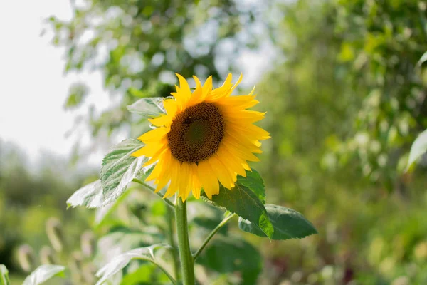 Kvetoucí Žlutá Slunečnice Zelené Zahradě — Stock fotografie