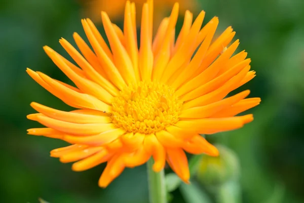 Beautiful Orange Pot Marigold Calendula Officinalis Flower Green Background — Stock Photo, Image