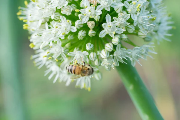 Honey bee on white onion flower in garden